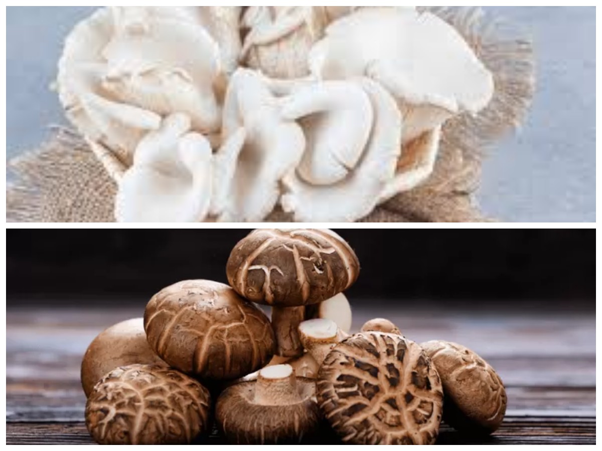 Manfaat Jamur untuk Kesehatan Tubuh dan Hal yang Perlu Diwaspadai