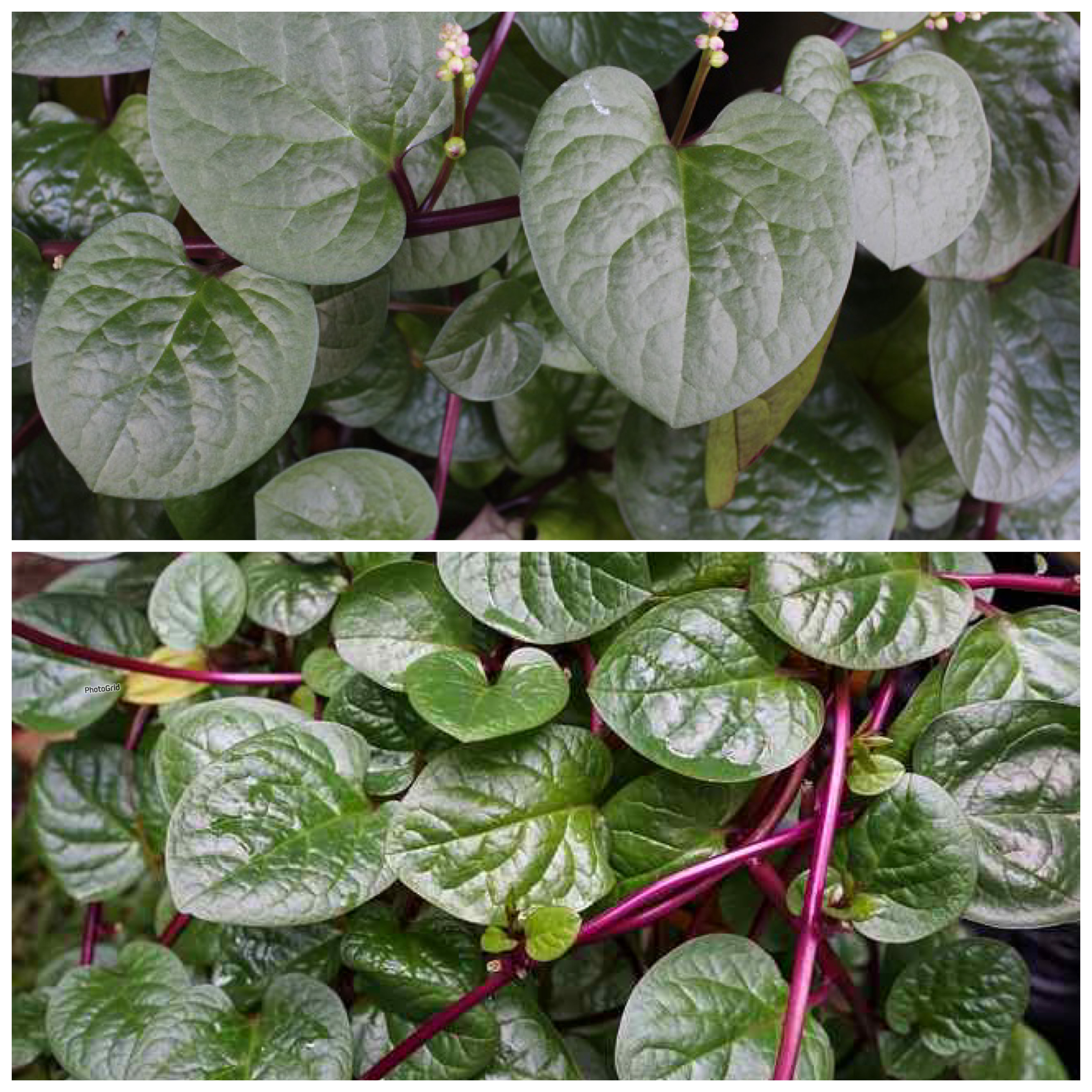 Manfaat Daun Binahong bagi Kesehatan: Herbal Serbaguna dengan Segudang Khasiat Alami!