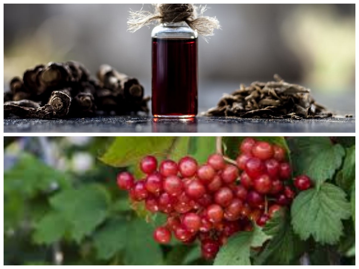 Manfaat Ajaib Sarsaparilla untuk Tubuh Sehat dan Perlindungan dari Penyakit