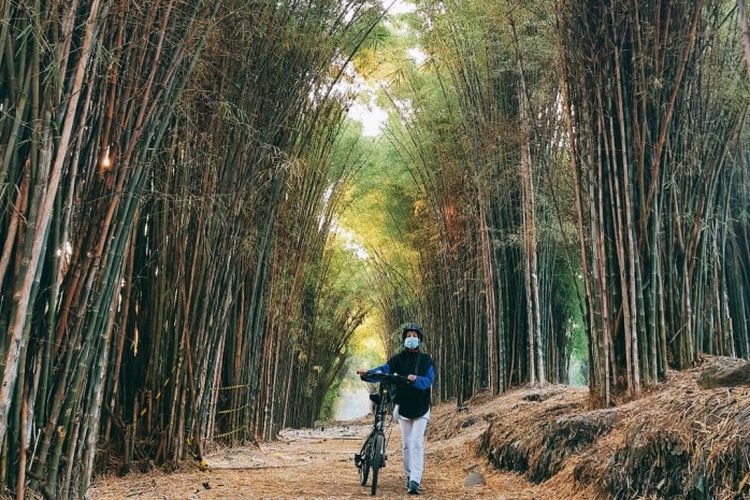Sejuk dan Asri, 8 Objek Wisata Hutan Bambu di Indonesia yang Wajib Kamu Kunjungi 