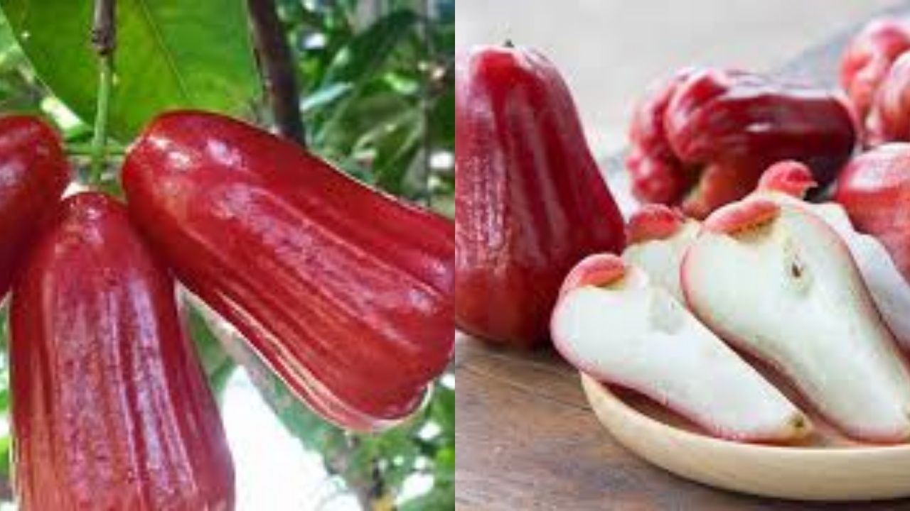 Inilah 8 Manfaat Jambu Air bagi Kesehatan, Manis dan Berkhasiat!