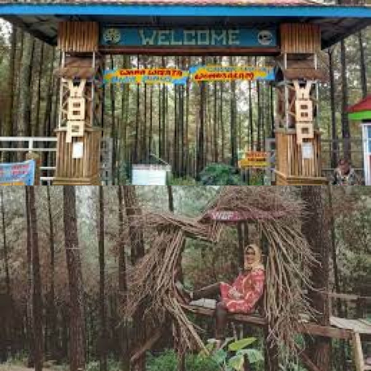 Mari Menikmati Keindahan Wisata Wana Bukit Pinus Wonosalam Jawa Timur 