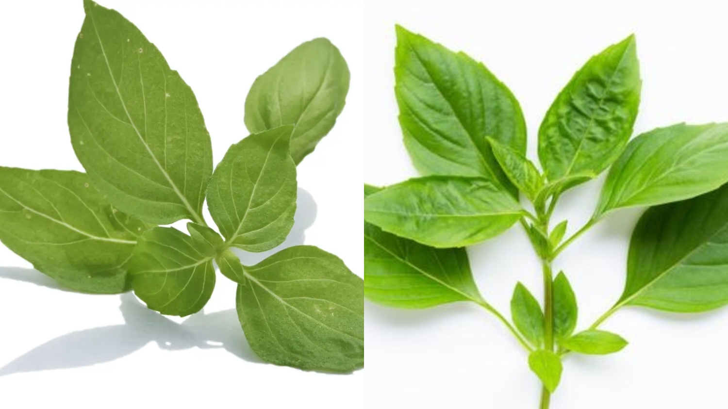 Mengurangi Bau Badan Dan Bau Mulut Teryata Ini Manfaat Daun Kemangi! 