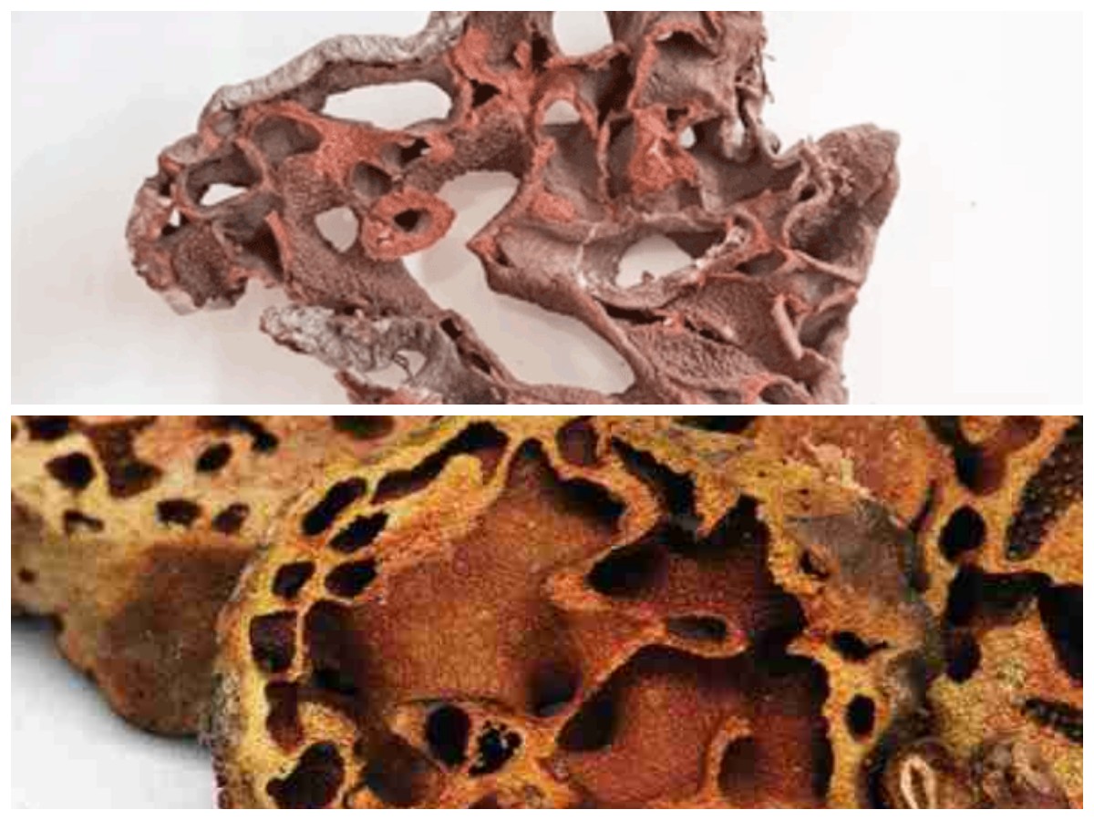 Rahasia Sarang Semut: Tanaman Ajaib dari Papua Untuk Kesehatan Tubuh