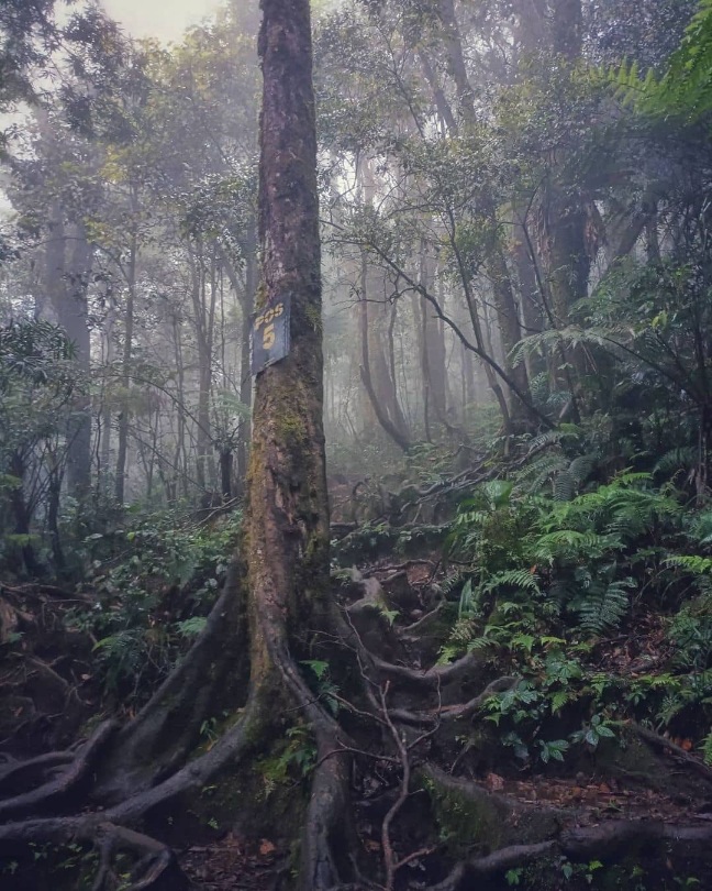 Mistis Gunung Arjuno, Pengalaman Hilang di Alas Lali Jiwo Lantaran Kutukan