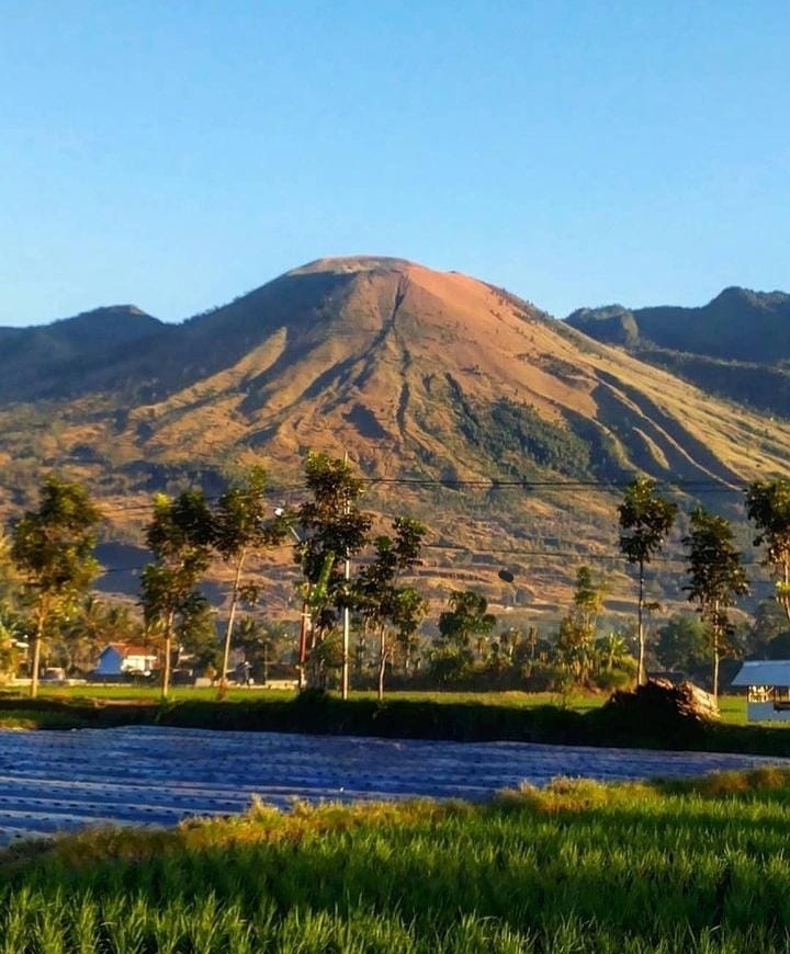 Menyelami Pesona Kebun Teh di Gunung dengan Kebun Teh Terluas di Indonesia