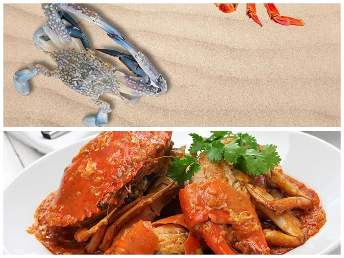 Rajungan, Si Harta Laut yang Menyimpan Segudang Khasiat untuk Kesehatan