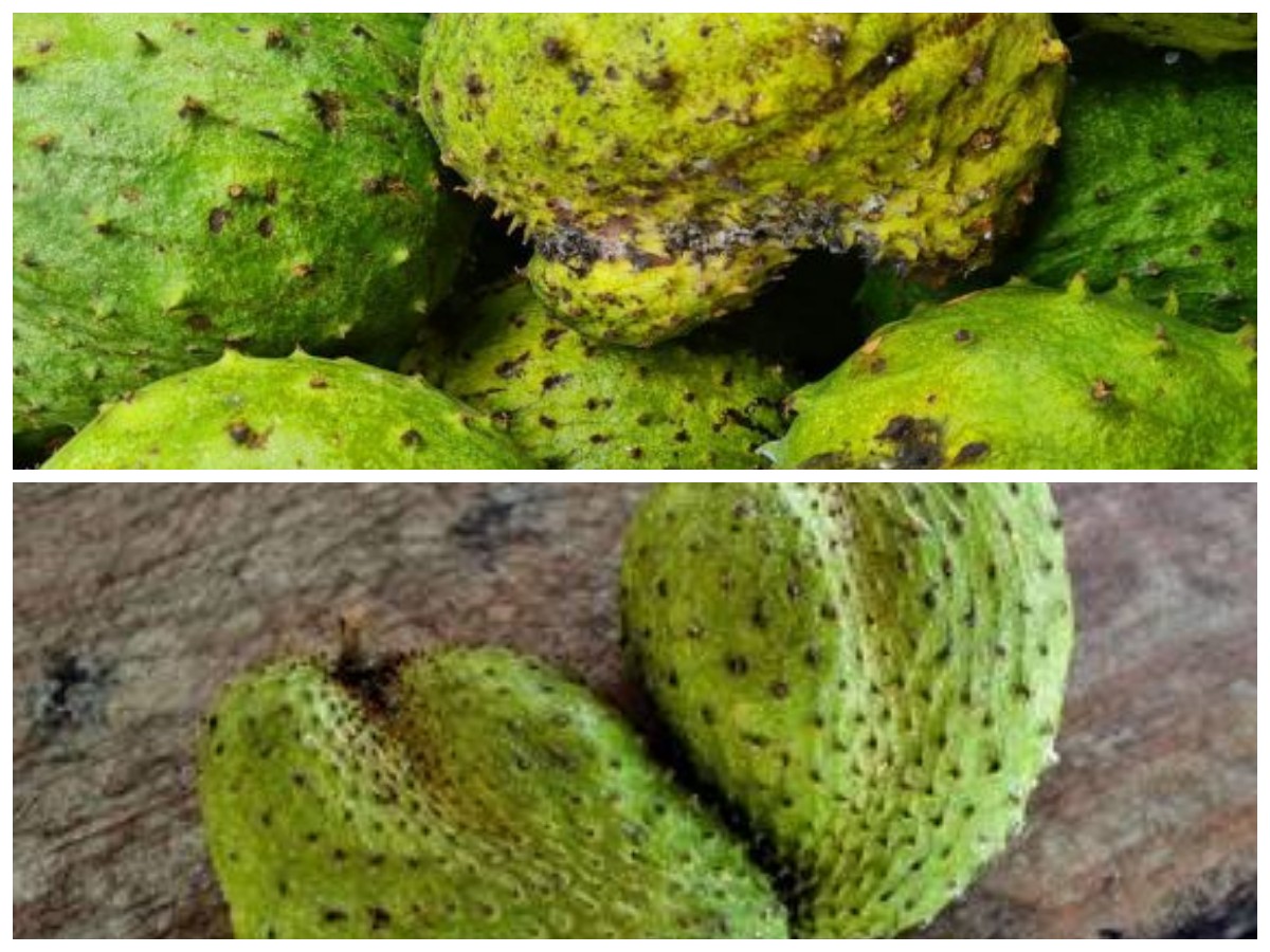 Sirsak untuk Tubuh Sehat: Rahasia Meningkatkan Imunitas dengan Buah Tropis Ini