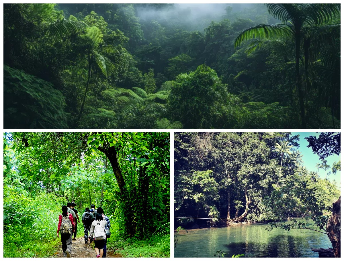 Sejarah Misteri Hutan Leuweung Sancang: Warisan Alam dan Gaib di Tanah Garut!