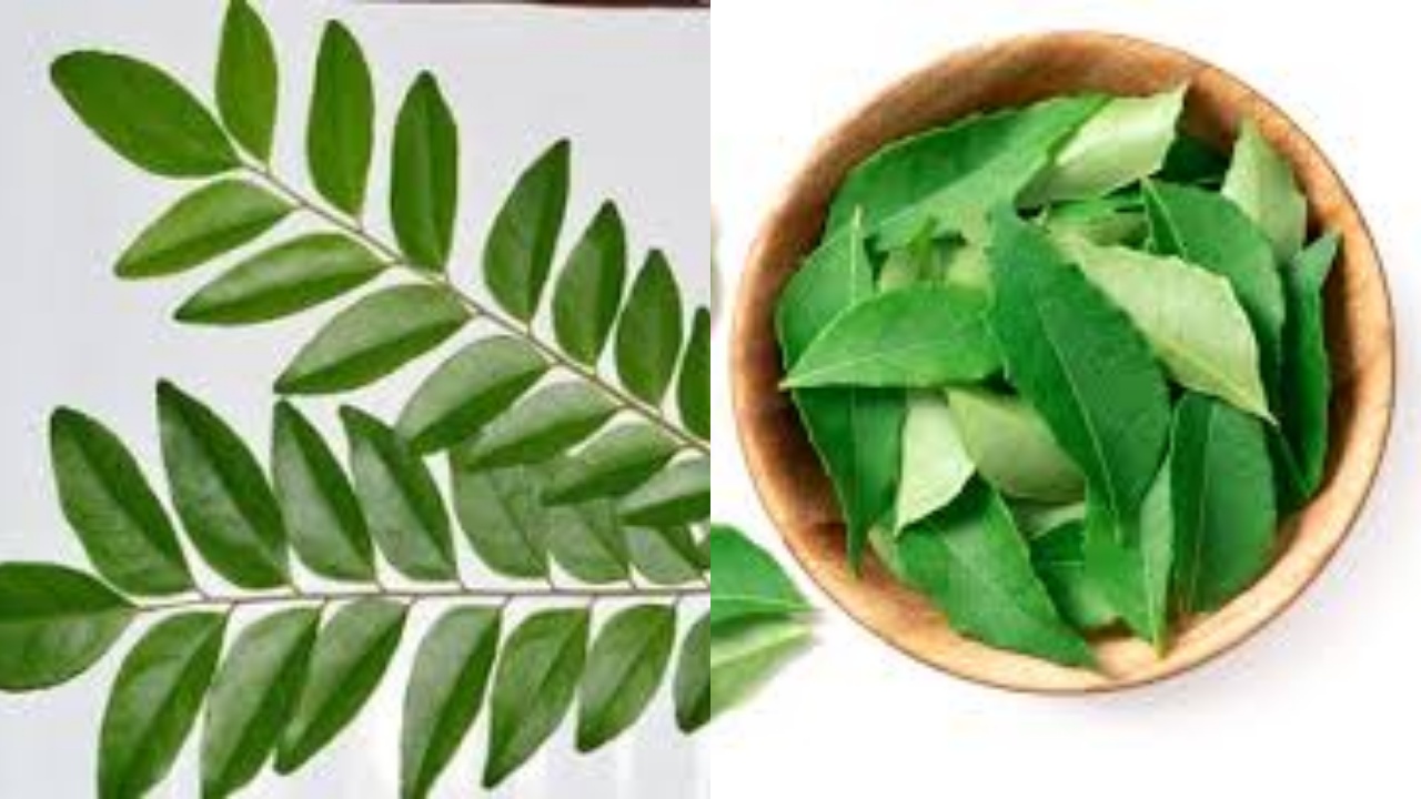 Jarang Diketahui Inilah Manfaat Daun Kari Untuk Kesehatan Tubuh!