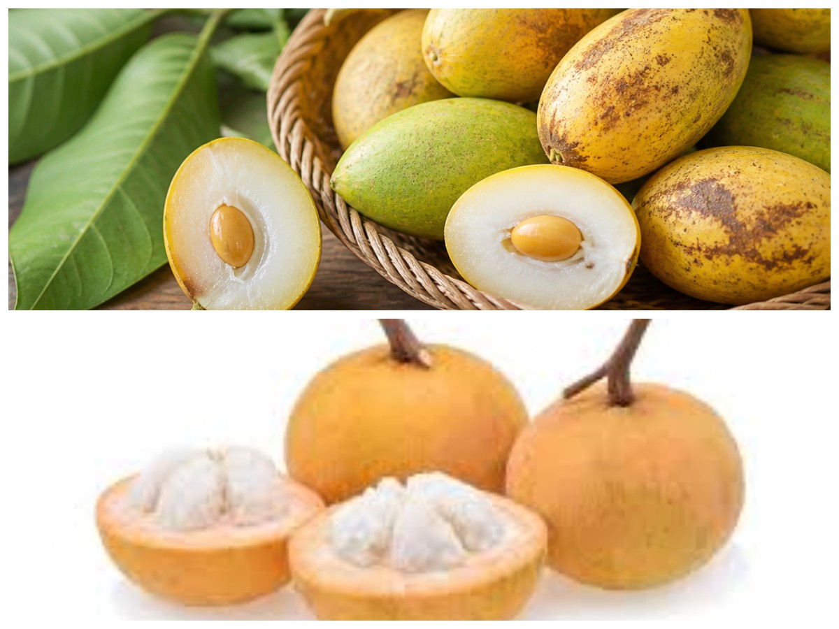 Manfaat Tersembunyi Buah Kecapi untuk Kesehatan Tubuh yang Jarang Diketahui