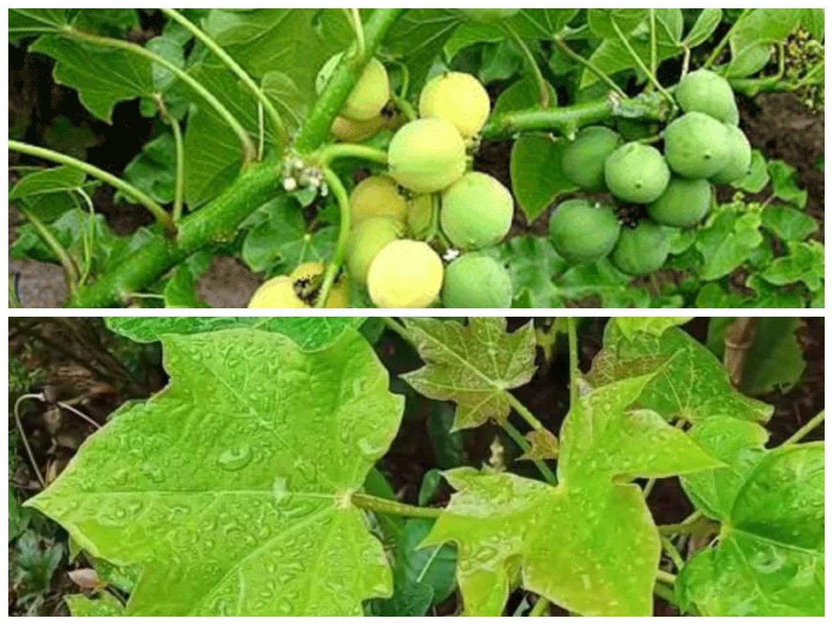 5 Khasiat Daun Jarak bagi Kesehatan: Solusi Alami untuk Tubuh Sehat