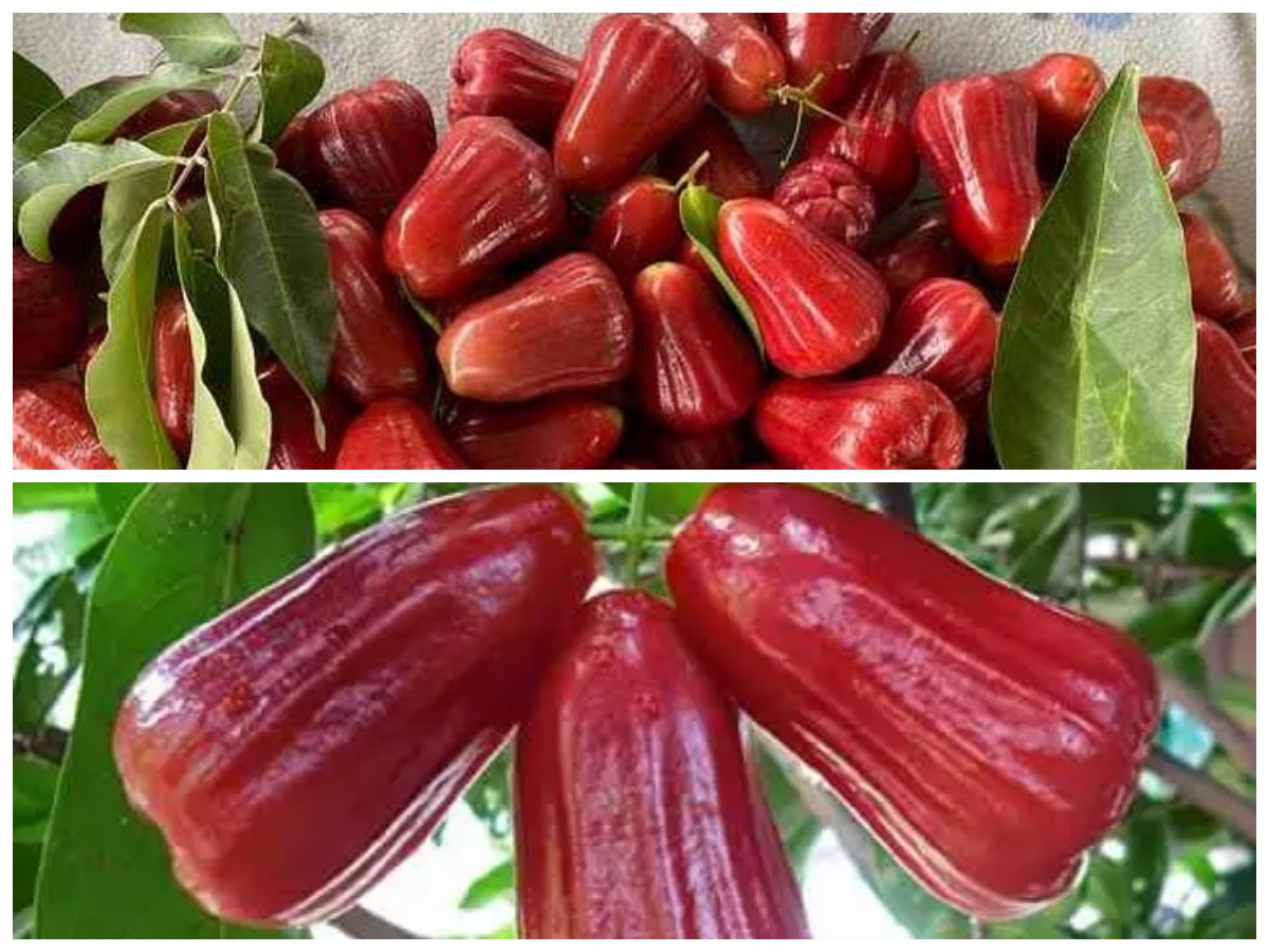 Kenali 8 Manfaat Jambu Jamaika untuk Kesehatan Tubuh Anda