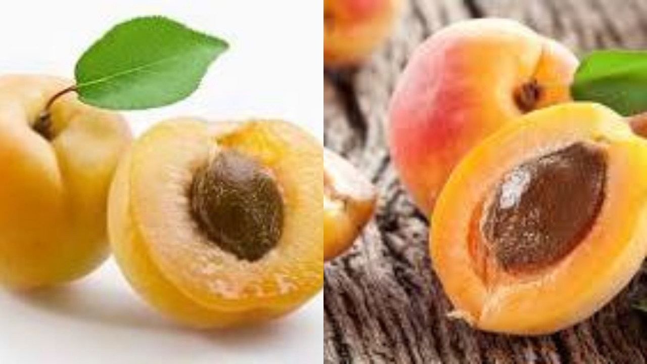 Tak Perlu Ragu, Ini 7 Khasiat Hebat Buah Aprikot Untuk Tubuh Jauh Lebih Sehat