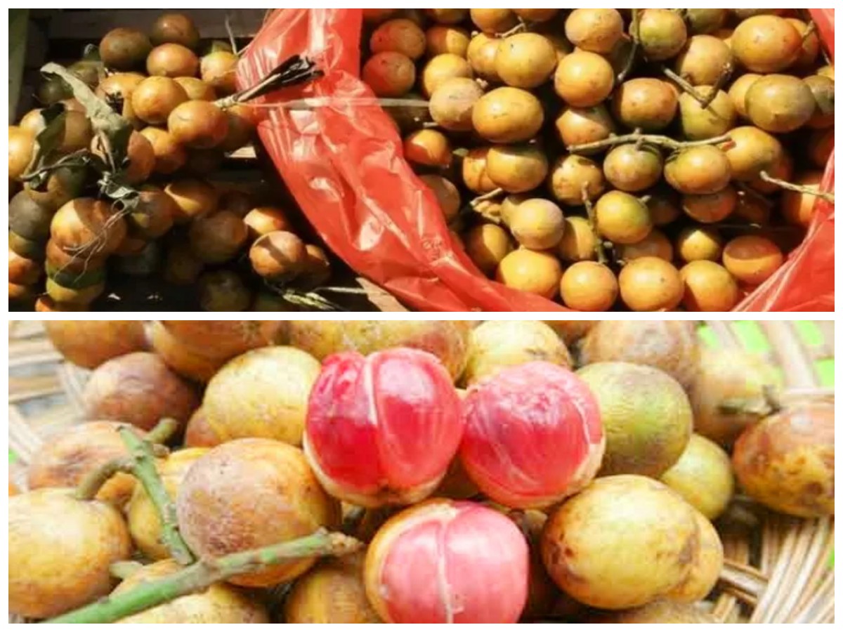 Buah Menteng: Si Kecil yang Sarat Khasiat untuk Kesehatan Tubuh