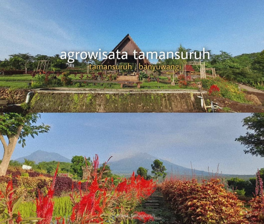 Wisata Hits di Banyuwangi, Ada Agrowisata Yang Edukasi Kamu Tentang Alam