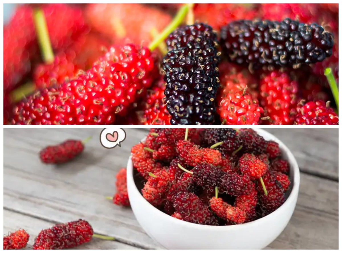 Kaya Nutrisi dan Manafaat: Temukan 5 Khasiat Buah Mulberry untuk Kesehatan