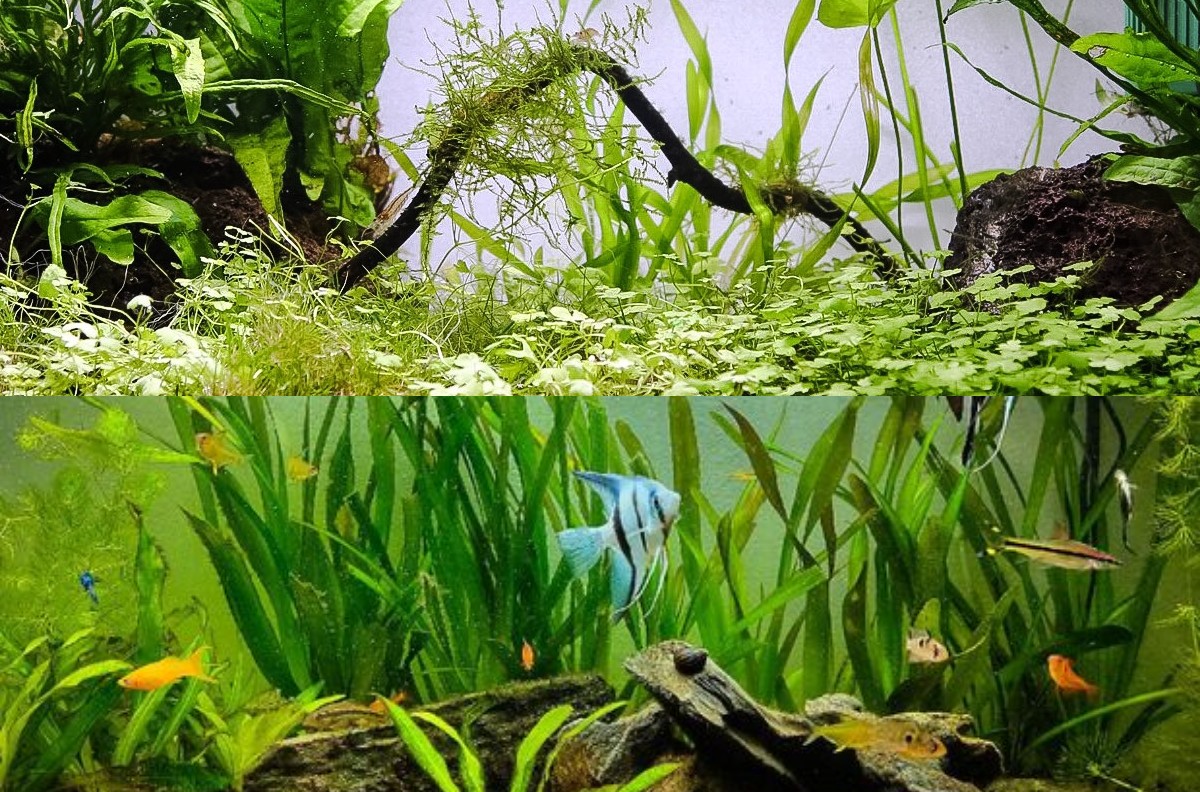 Jenis Tanaman Aquarium yang Efektif Menjernihkan Air dan Mempercantik Aquascape!