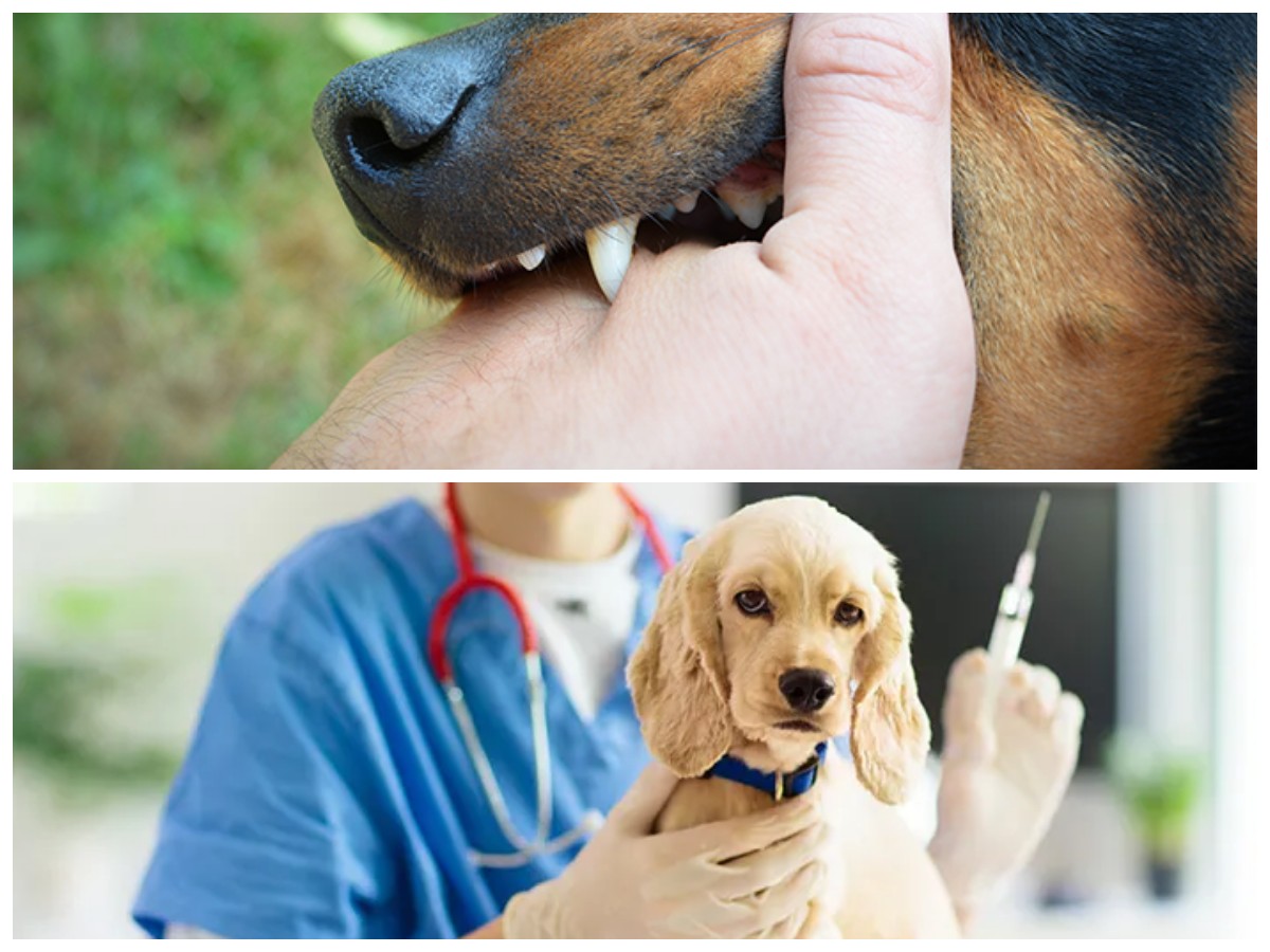 Jangan Diabaikan! Kenali 5 Tanda Awal Rabies Akibat Gigitan Anjing