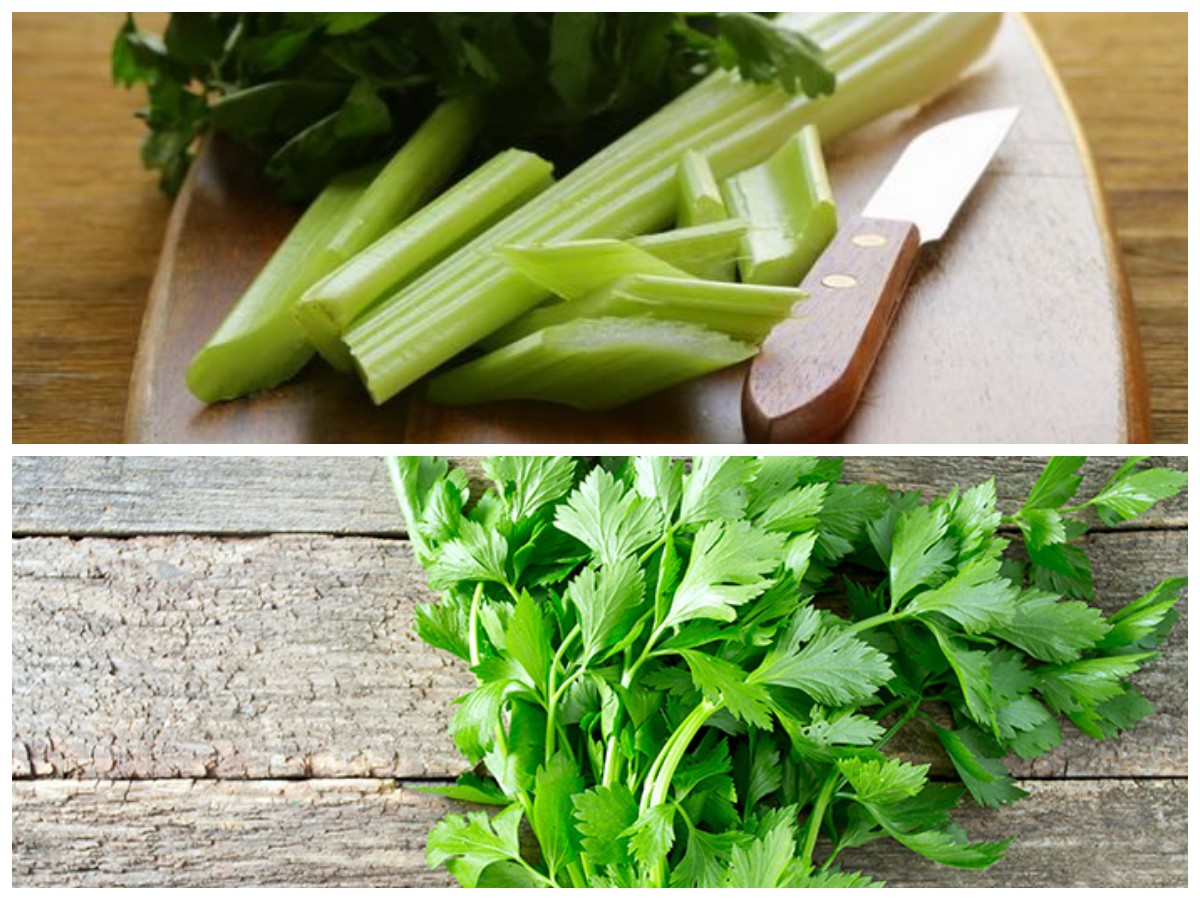Seledri, Si Hijau Serbaguna: Ini Deretan Manfaatnya untuk Kesehatan Tubuh!