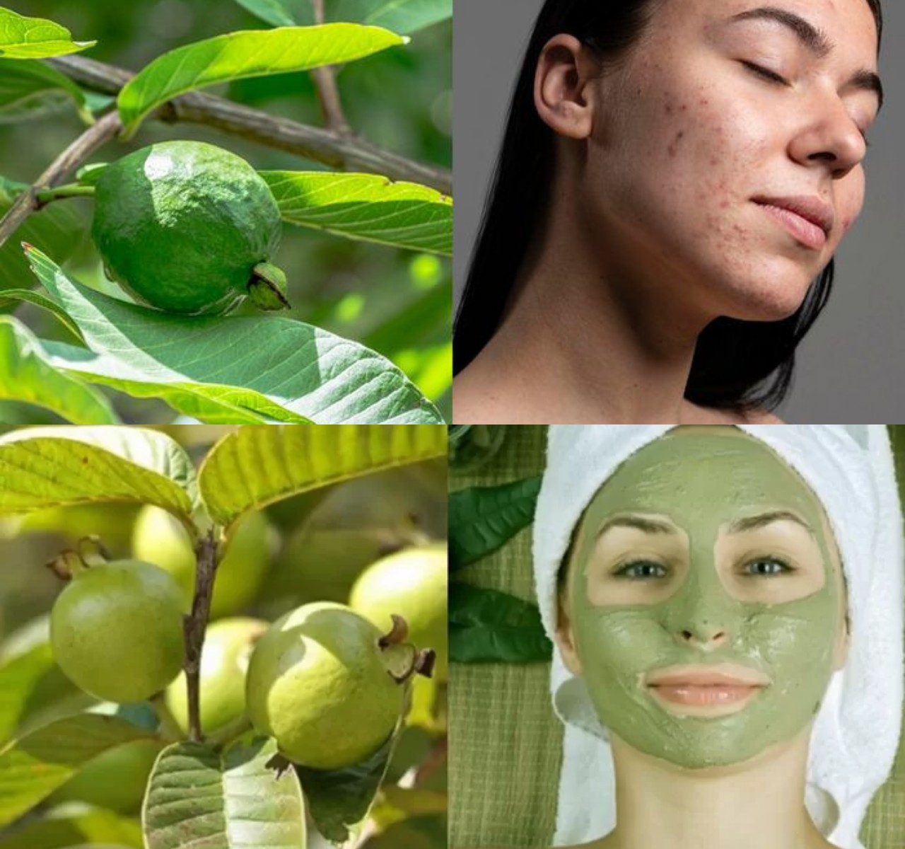 Khasiat Daun Jambu Biji untuk Mengatasi Berbagai Masalah Kulit Yang Jarang Diketahuai!