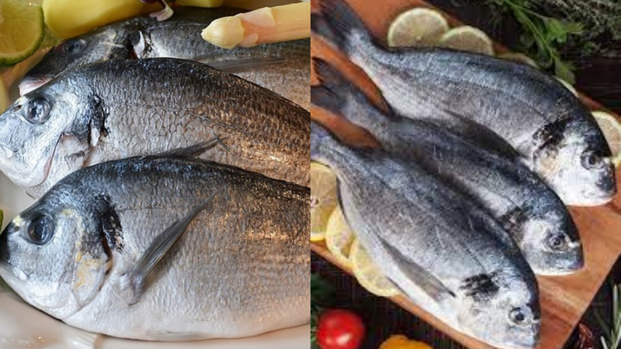  Ikan Laut: Sumber Omega‑3 Untuk Jantung Yang Lebih Sehat