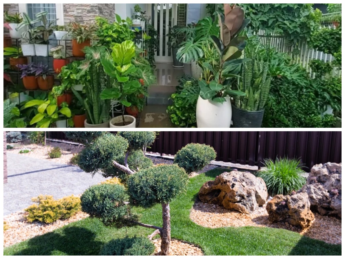 5 Tanaman Hias Outdoor Paling Mudah Dirawat untuk Mempercantik Halaman Rumah