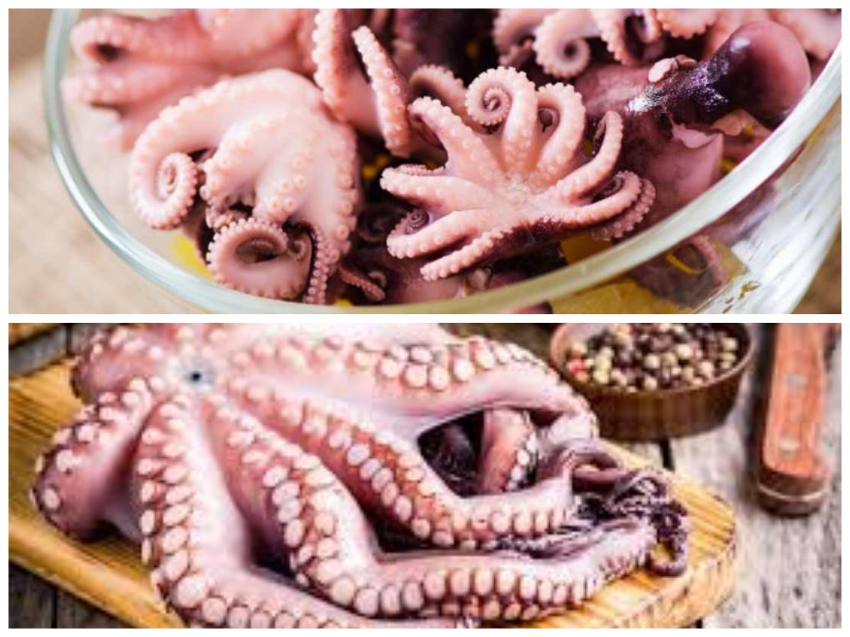 Manfaat Gurita untuk Tubuh: Nutrisi Lengkap yang Bikin Sehat