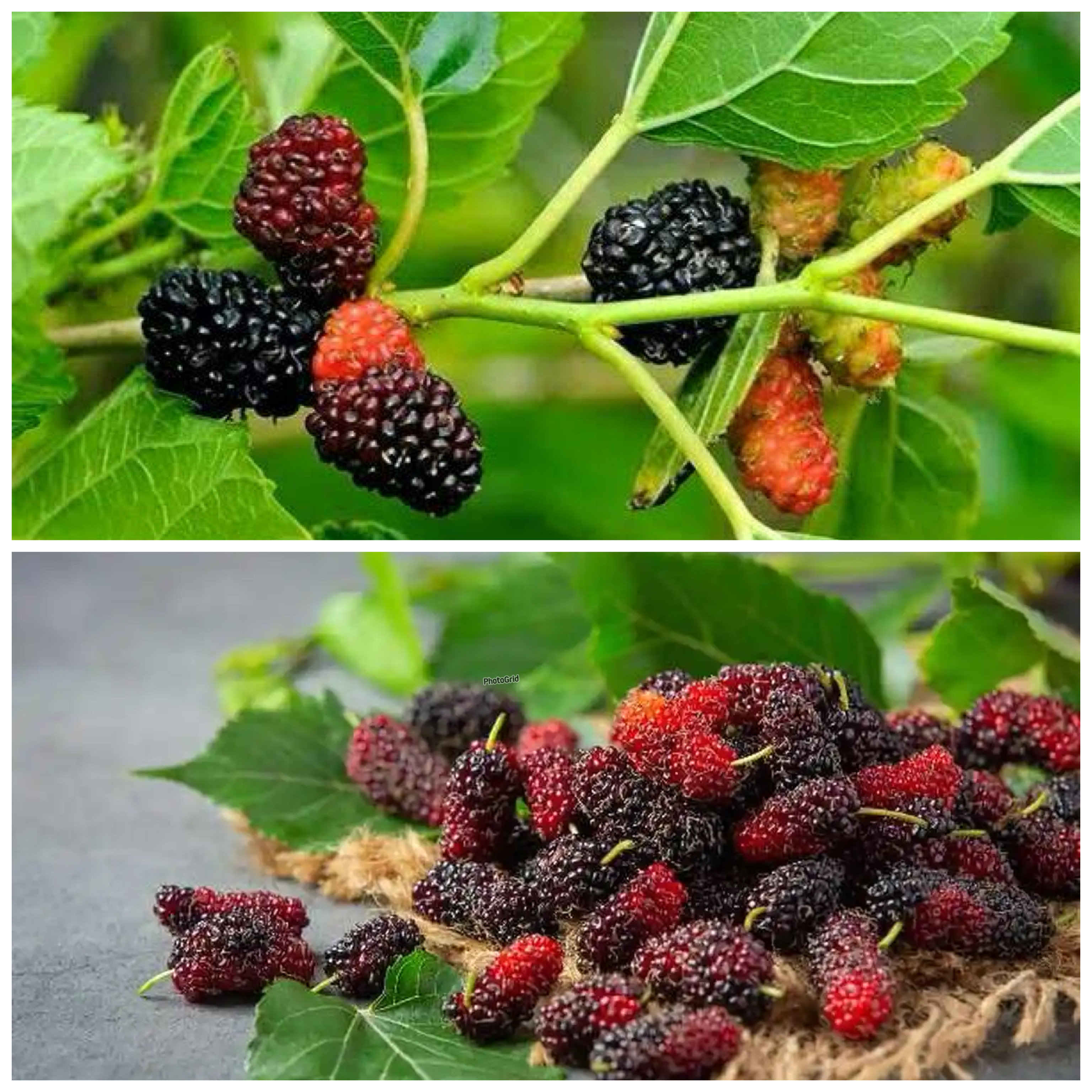 8 Khasiat Luar Biasa Buah Murbei yang Jarang Diketahui, Cocok untuk Kesehatan Harian!