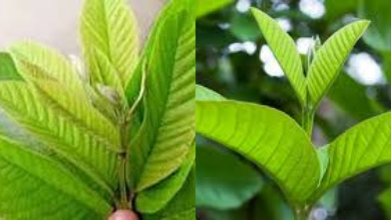 Simak! Inilah 8 Manfaat Daun Jambu Biji untuk Kesehatan Yang Jarang Diketahui 