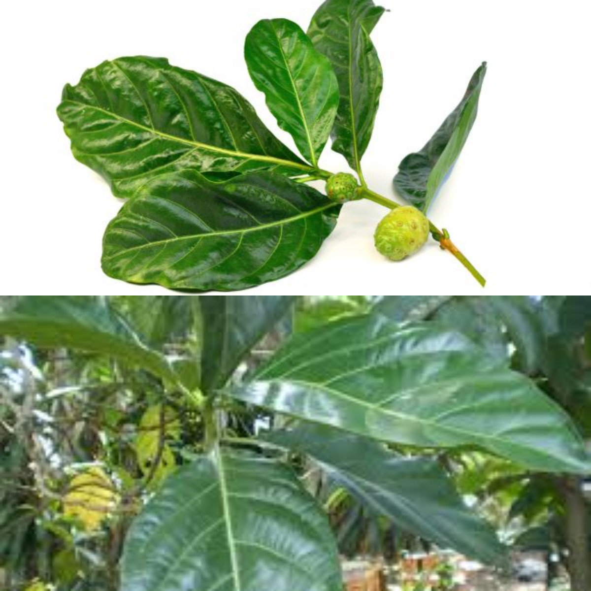 8 Kegunaan Daun Mengkudu untuk Kesehatan!