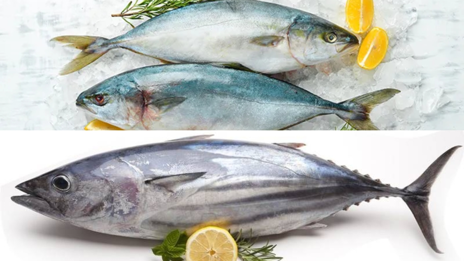 Meningkatkan Fungsi Otak Inilah Manfaat Ikan Tuna Untuk Kesehatan Yang Harus Kalian Tahu! 