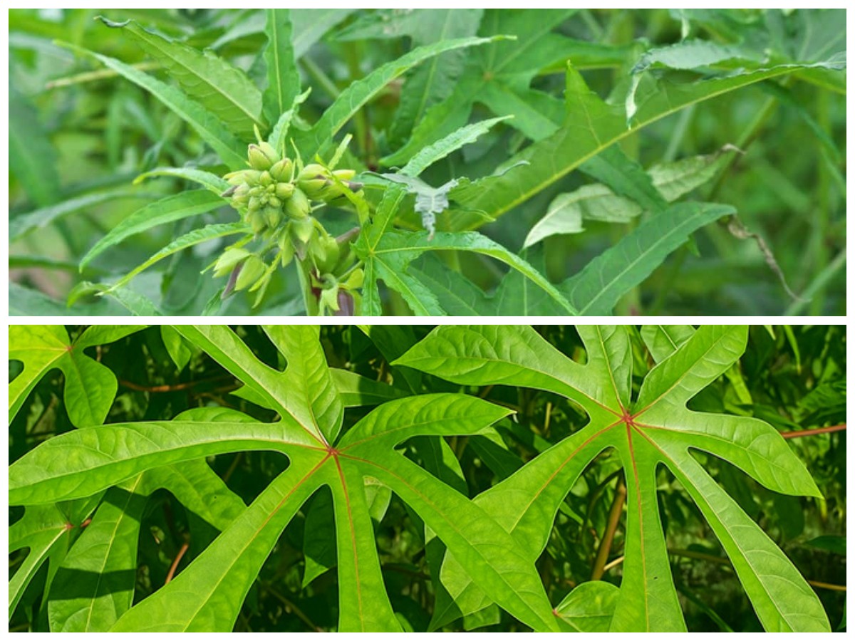 Mengenal Daun Gedi dan 4 Manfaat Utamanya bagi Kesehatan Tubu