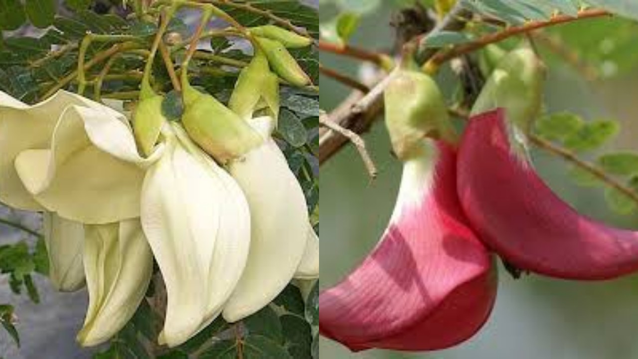 Manfaat dan Efek Samping Kembang Turi yang Wajib Diketahui !