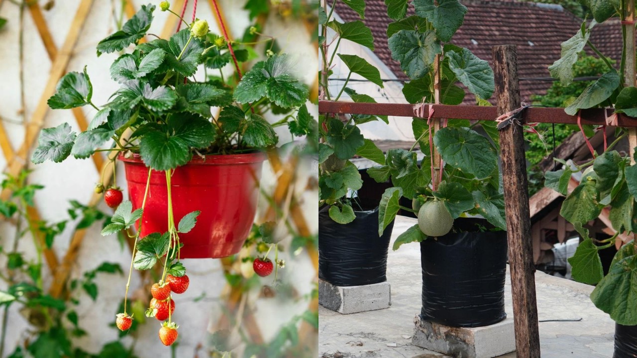 Sulap Teras Jadi Kebun Modern! Inspirasi Kebun Buah Vertikal Produktif