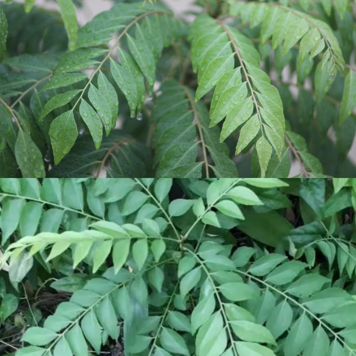 Wajib Diketahui 8 Manfaat Daun Kari yang Baik untuk Kesehatan Tubuh!