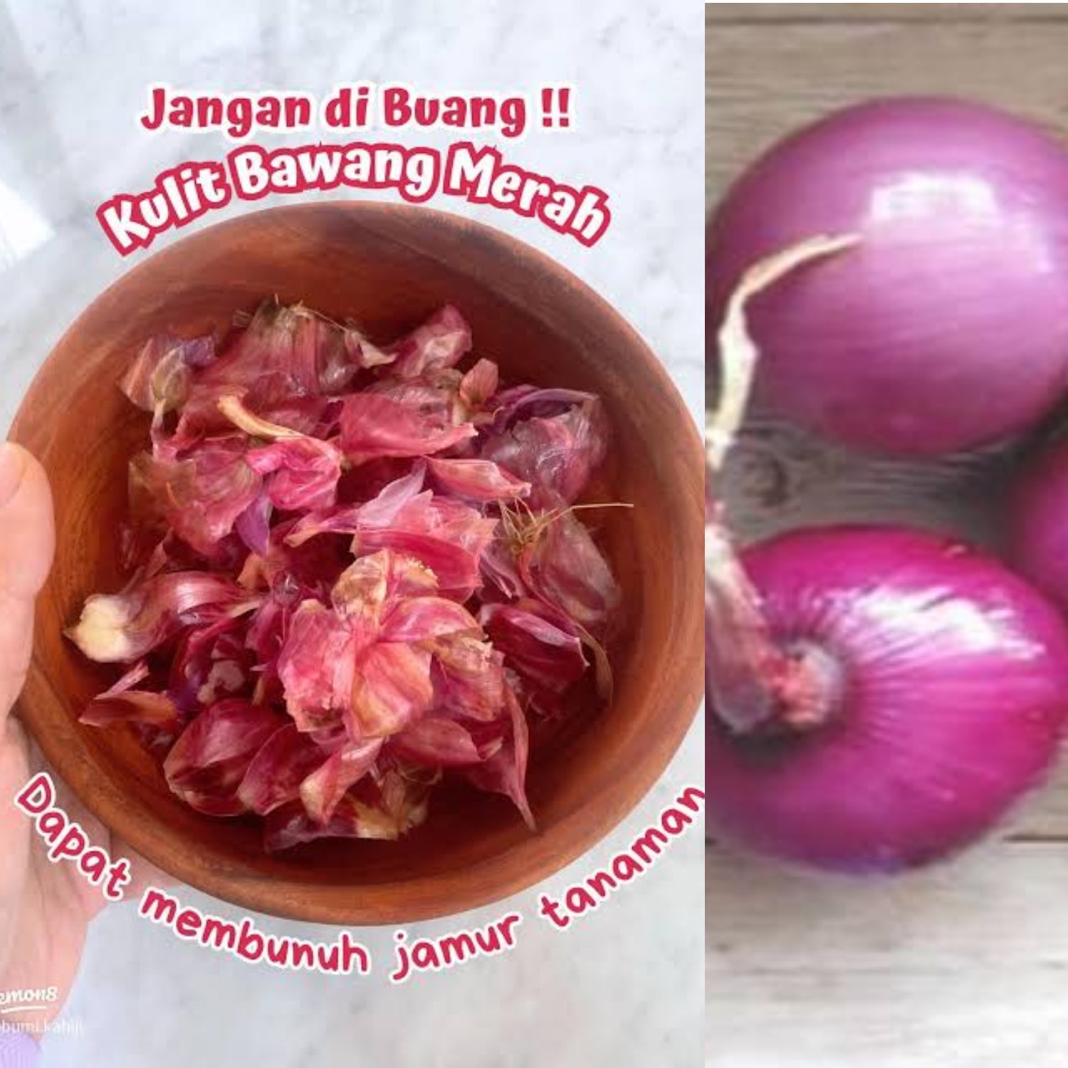 Jangan Dibuang! Ternyata Kulit Bawang Punya Segudang Manfaat untuk Kesehatan dan Kehidupan Sehari-hari