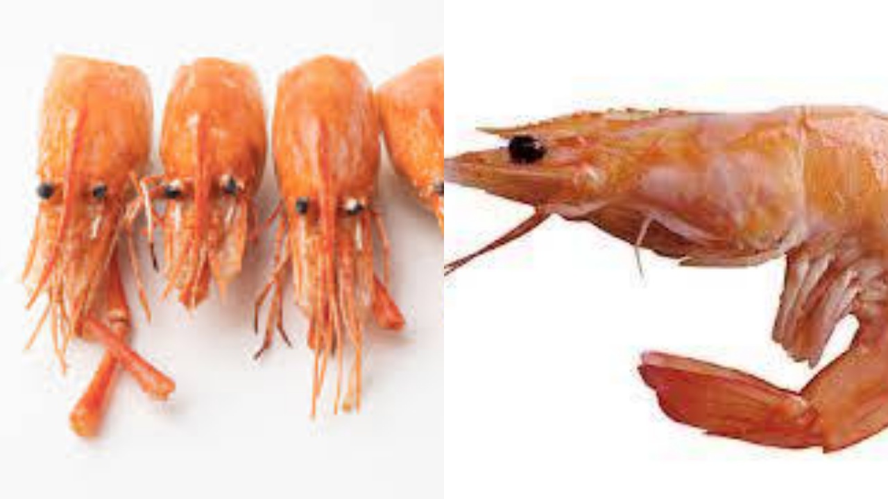 Kalian Harus Tahu Teryata Ini Guys 7 Manfaat Kepala Udang Untuk Kesehatan!