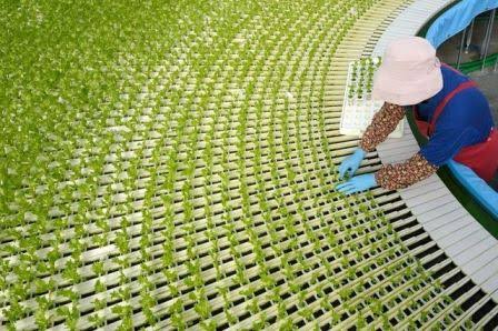 Waduh, Ternyata Sawah Di Jepang Berbeda Dengan Di Indonesia