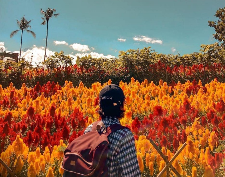 Agrowisata Menyejukkan Jiwa, Kamu Wajib Kunjungi Taman Suruh Banyuwangi, Holiday Kesini Ya﻿