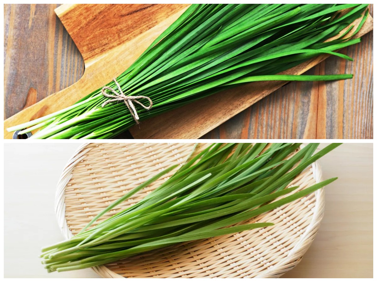 Manfaat Daun Kucai: Herbal Serbaguna dengan Khasiat Luar Biasa untuk Tubuh