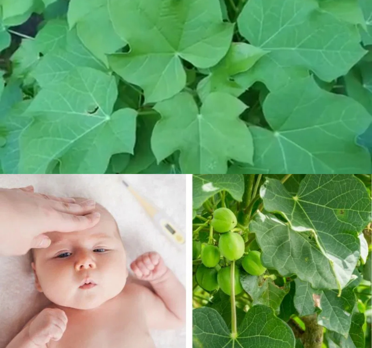 Inilah Deretan 6 Manfaat Daun Jarak, Baik untuk Pencernaan dan Kulit!