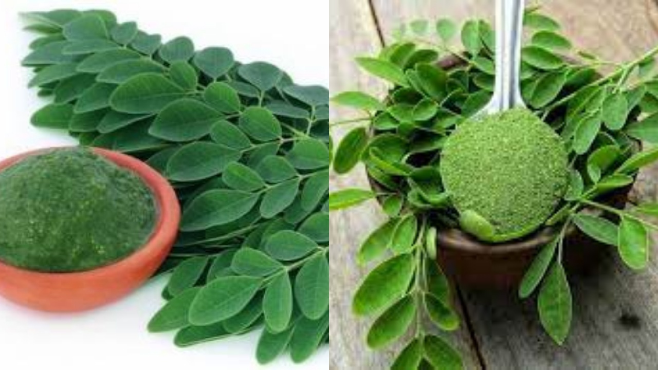 Kaya Nutrisi! Ini Deretan Manfaat Daun Kelor Untuk Tubuh Yang Luar Biasa