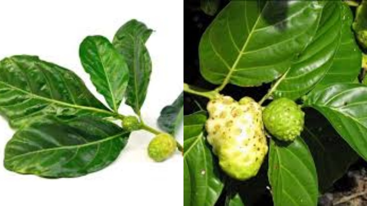 Simak Yuk! 7 Manfaat Daun Mengkudu Untuk Kesehatan Yang Jarang Diketahui