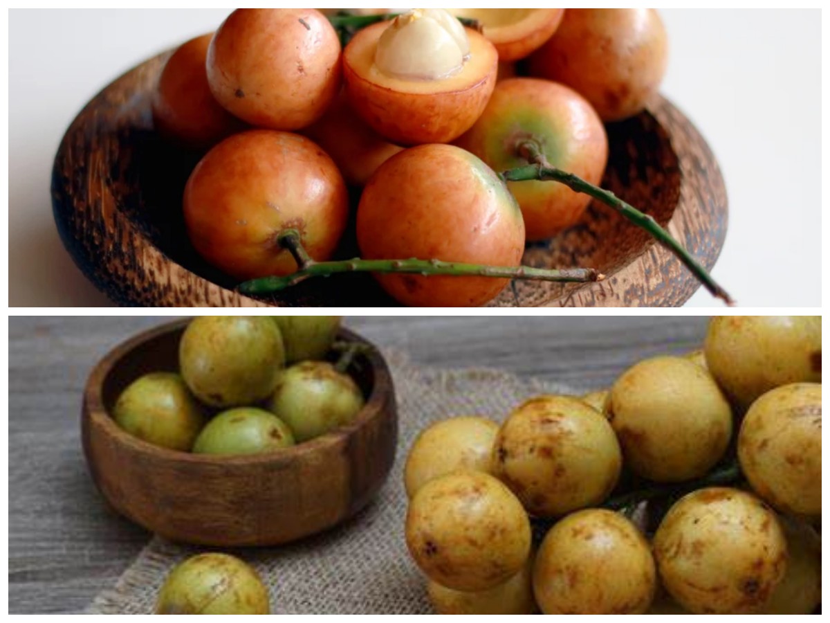 Manfaat Luar Biasa Buah Menteng: Kecil tapi Penuh Khasiat untuk Tubuh!