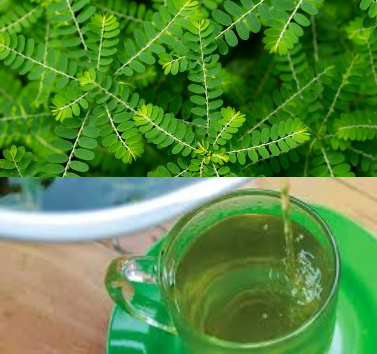 Inilah Deretan  7 Manfaat Daun Meniran untuk Kesehatan dan Cara Mengolahnya!