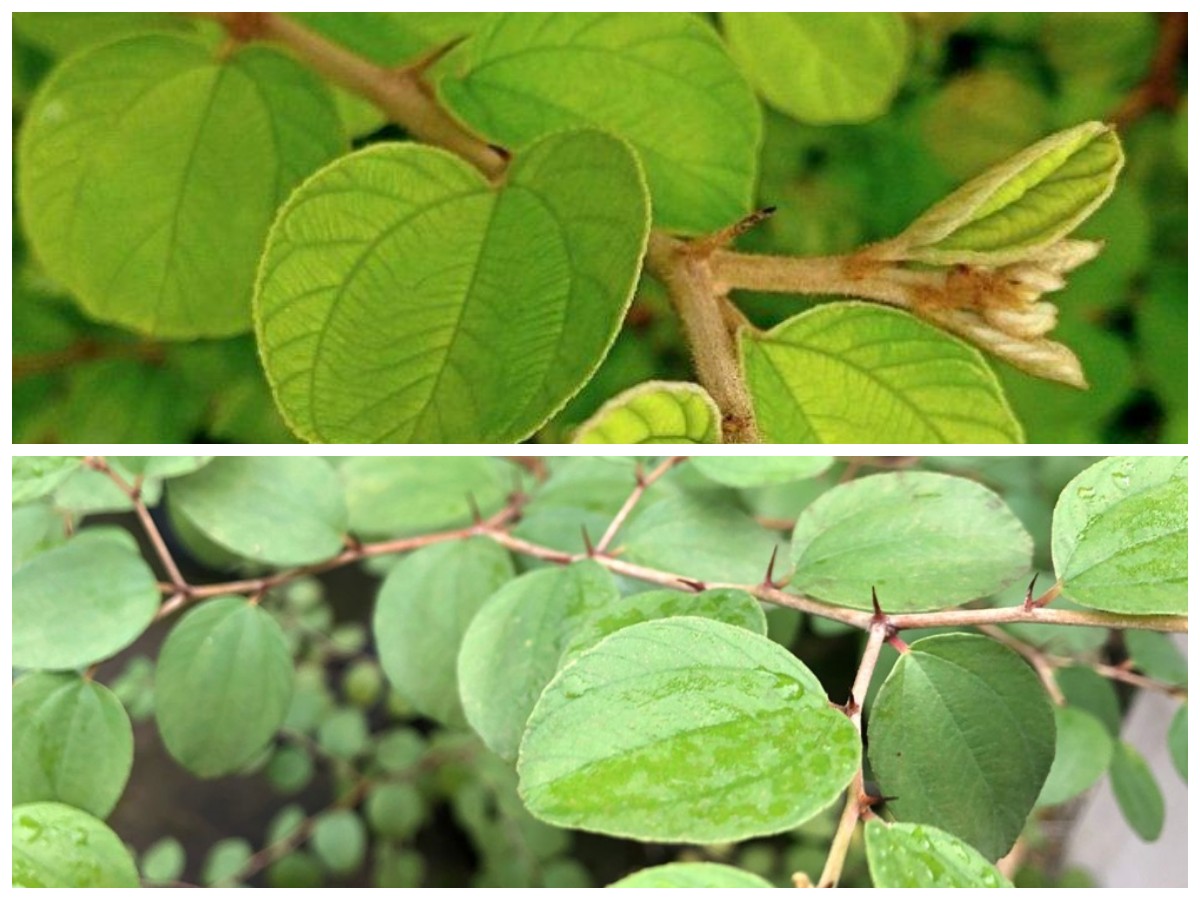 Manfaat Daun Bidara untuk Kesehatan: Dari Detoks Tubuh hingga Menenangkan Pikiran!