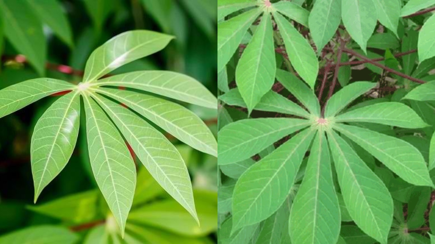 Inilah Kandungan Nutrisi Dan Manfaat Daun Singkong Untuk Kesehatan Yang Luar Biasa! 