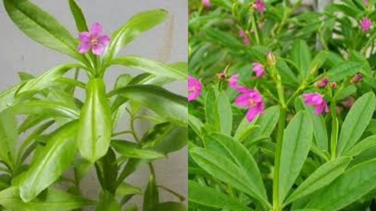 Mengenal Ginseng Jawa: Tanaman Tradisional, Khasiat Modern Yang Luar Biasa