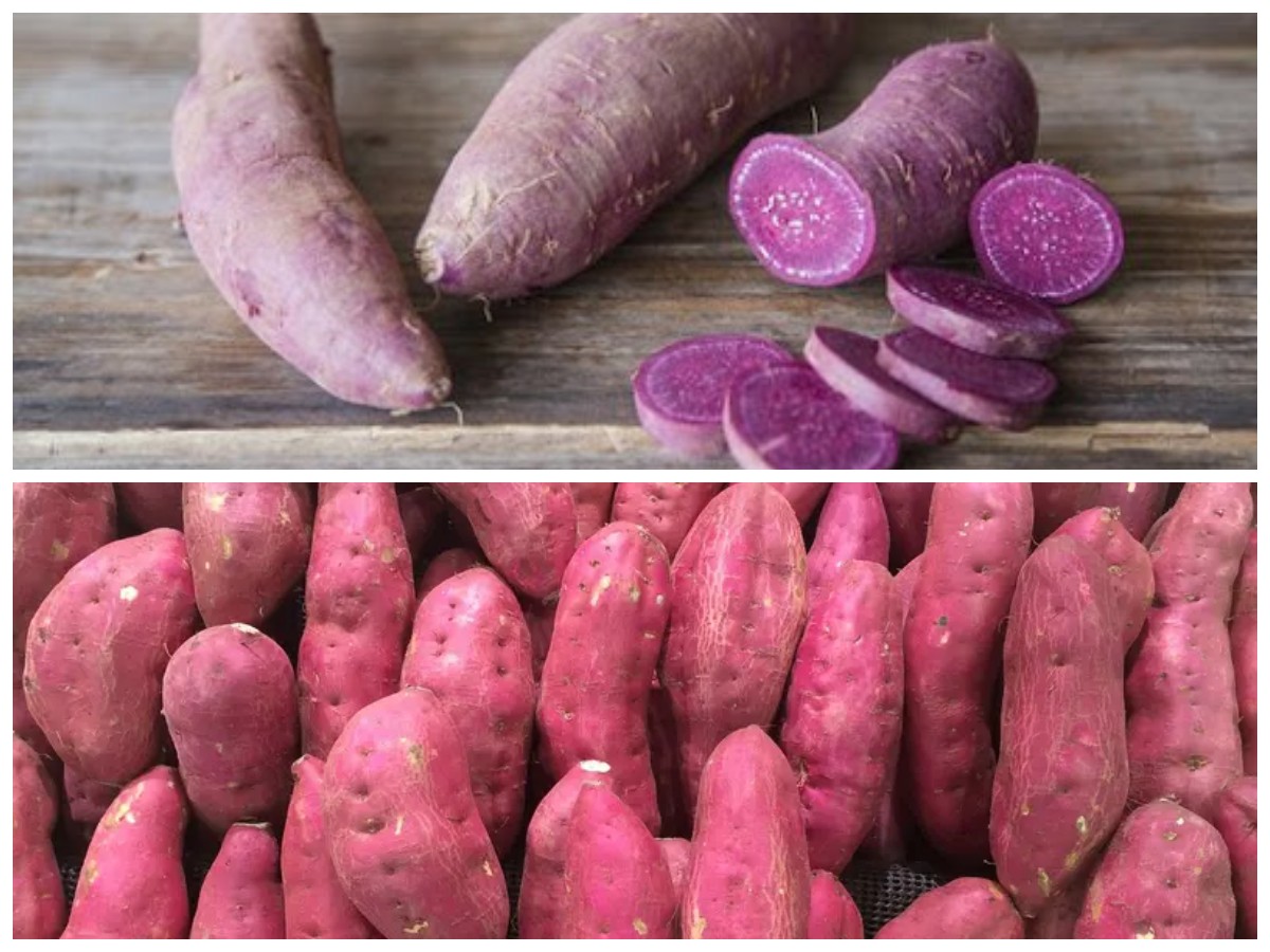 Tak Hanya Lezat, Inilah 8 Manfaat Ubi Ungu untuk Tubuh Beserta Tips Mengolahnya